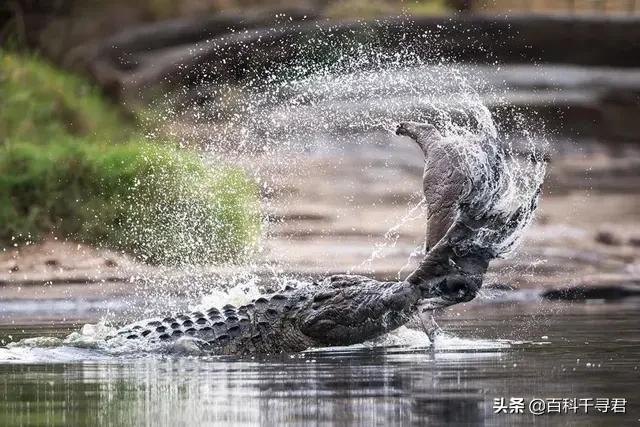 人被鸭嘴鳄咬一口咋办:鳄鱼王洛龙能否单杀一只成年雄性健康的河马？