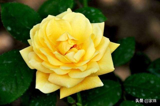月季花栽培:月季花怎么栽培 月季花很常见，我们应该怎样养护，怎样繁殖呢？