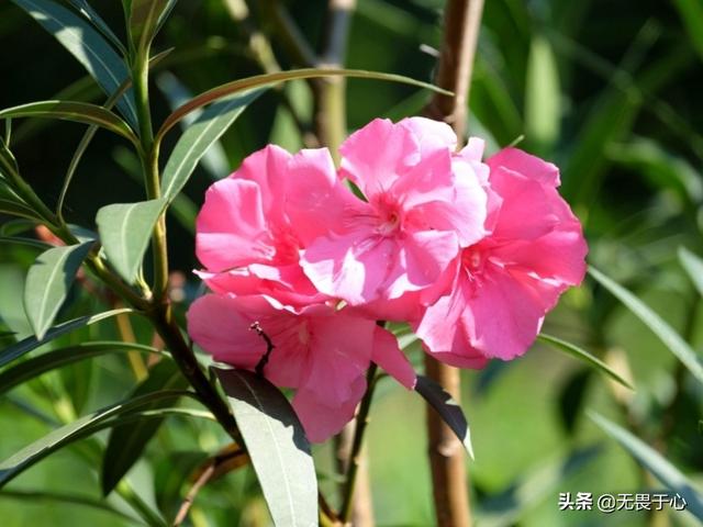 头条问答 - 柳桃有几种颜色花适合家养吗?(17个回答)