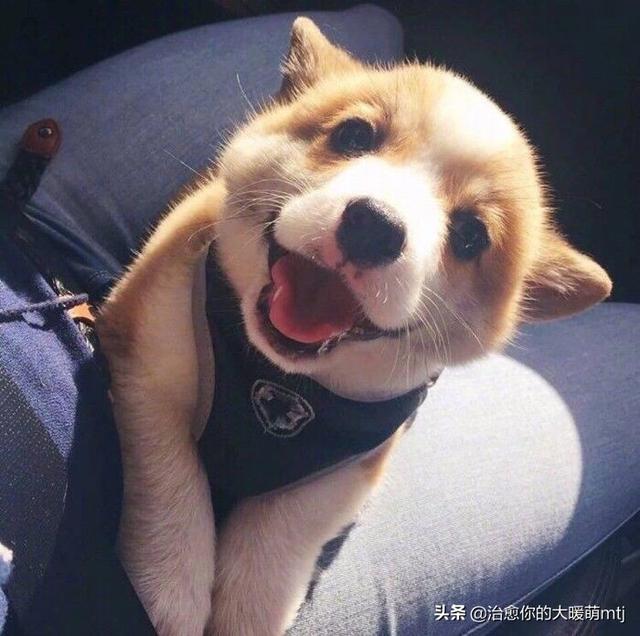 狗狗健康:养狗除了对健康有利以外，还有什么好处？