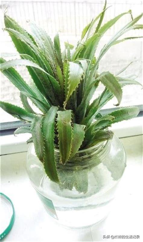 怎么在家里自己种菠萝？