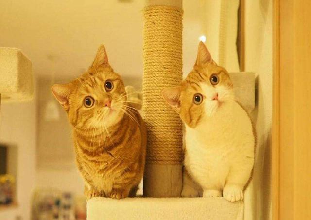 狸花猫:你知道哪些关于狸花猫的冷知识？