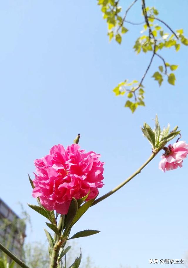 你镜头下的春天是什么模样