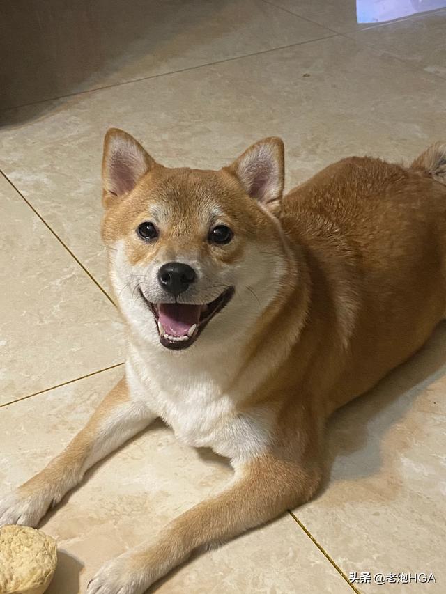 头条问答 - 成年柴犬一般一天要吃多少狗粮?