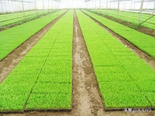 水稻育苗亩用种量