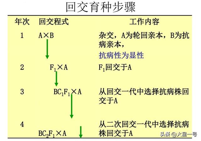 大狗狗影视网伦理:动物回交育种会有伦理问题吗？