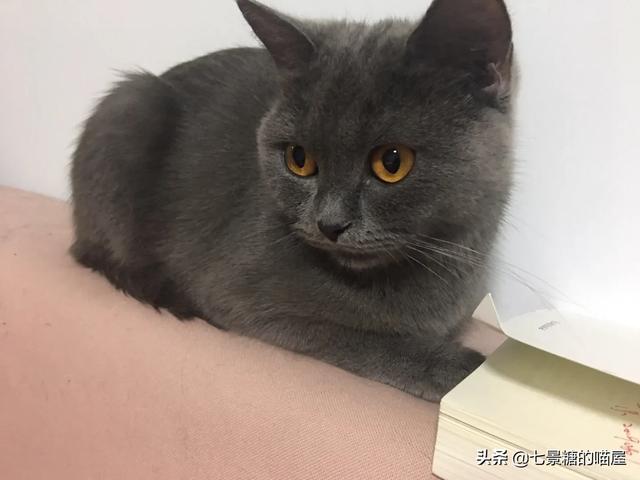上海公猫绝育手术:六个月大的公猫明天带去做绝育，有什么要注意的吗？