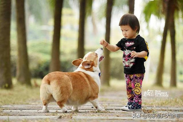 柯基幼犬:2个月柯基幼犬该怎么养？