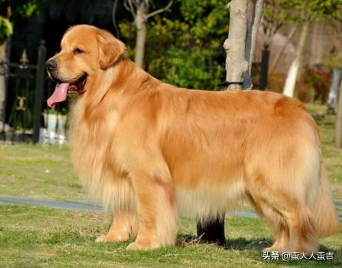 最容易养的中型犬:楼房养什么中型犬比较好？不扰民，不掉毛的，好打理的？