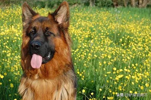 大型犬类,什么大型狗又漂亮又厉害？