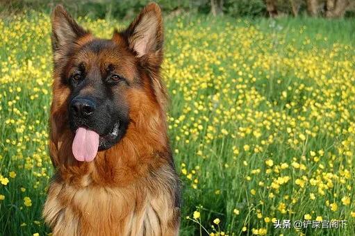 大型犬种类:什么大型狗又漂亮又厉害？ 大型犬种类及名称大全