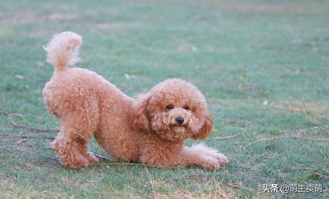贵妇人犬和泰迪区别:泰迪犬和比熊犬，你是怎么区分的？ 贵宾犬和泰迪的区别
