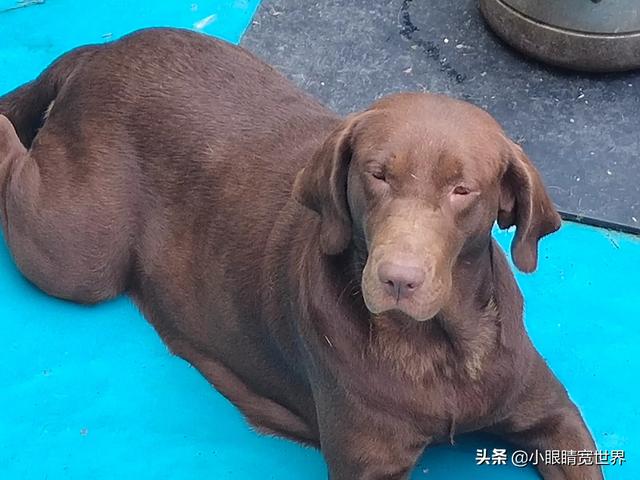 上饶哪里有卖边境牧羊犬:五年的母拉布拉多，值多少钱？怎么养？