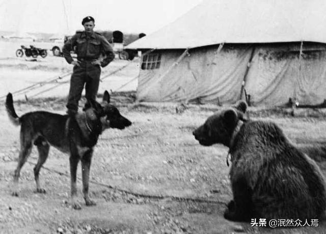 最小的狗熊:为什么俄罗斯人能打过熊？
