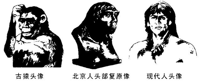 你认为人类的起源是什么？