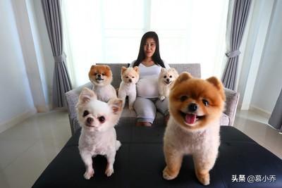 泰州宠物疾病发生调查报告:怀孕期间养狗真的会流产吗？