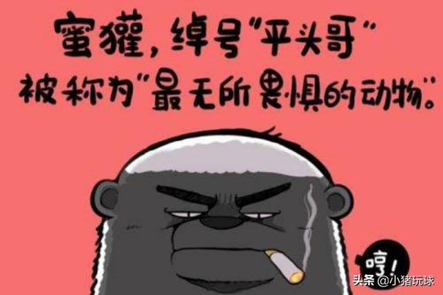海贼王里面的红鼻子是什么动物:为什么有人说克洛克达尔是《海贼王》中的平头哥？