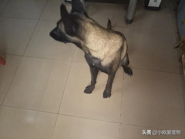 比利时马犬和德牧:昆明犬真的不如马犬、德国牧羊犬吗？到底哪个好？