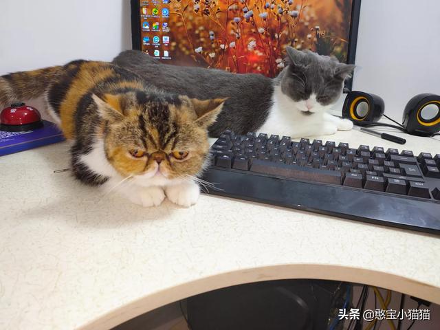 搓手猫怎么了:有只可爱猫，偶尔挠我，打它之后又心疼。请问你是怎么教育猫的？