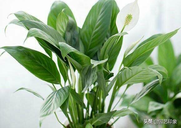 一帆风顺怎么养:一帆风顺冬天变什么样子？怎么养好？