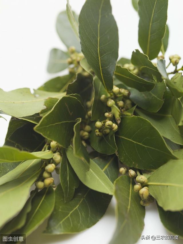 香叶是什么树的叶子(香叶的功效与作用及禁忌)