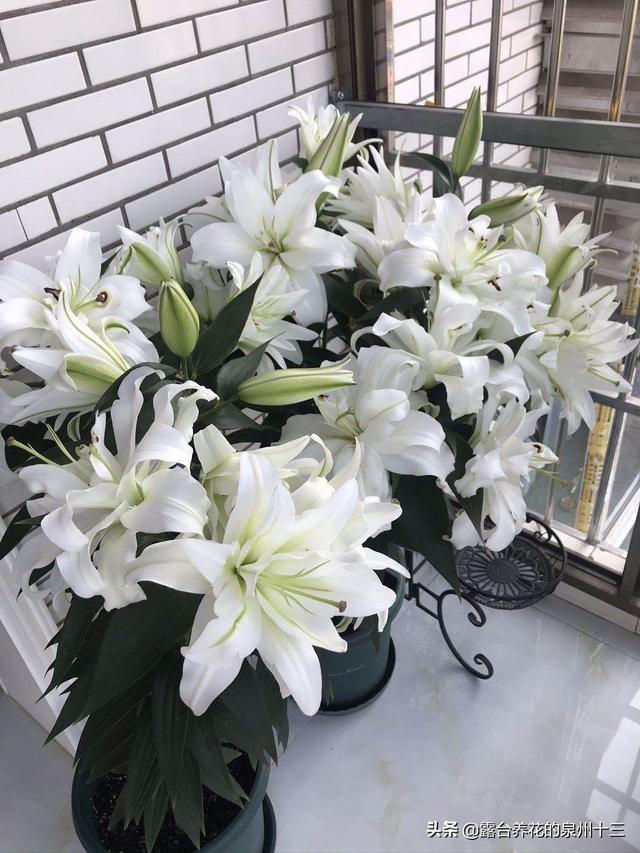 头条问答 百合花好养吗 22个回答