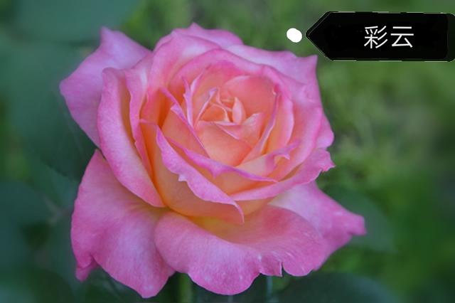 优秀月季花品种介绍百度网:名贵月季十大品种是哪些品种？