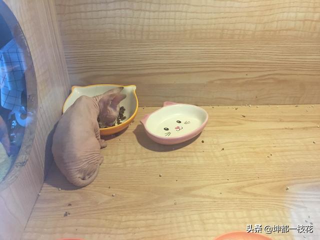怎么判断自己家猫品种:怎么看猫咪是流浪猫还是家养猫？