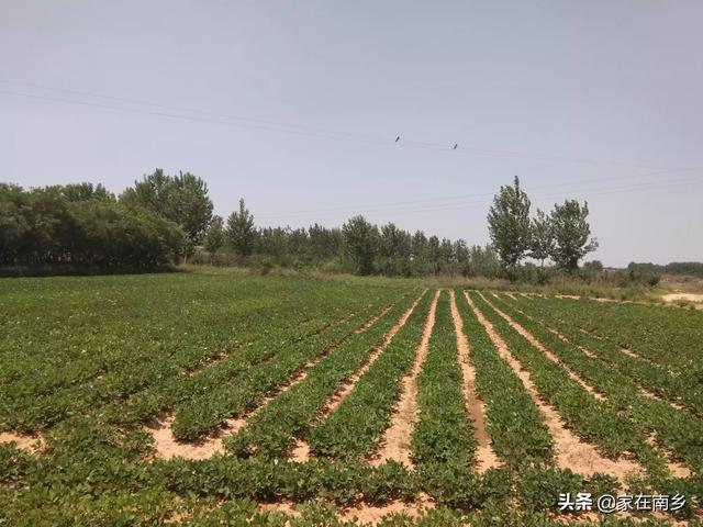 头条问答 在花生植株生长过旺的时候 都会对花生进行踩秧 这么做有什么好处呢 10个回答