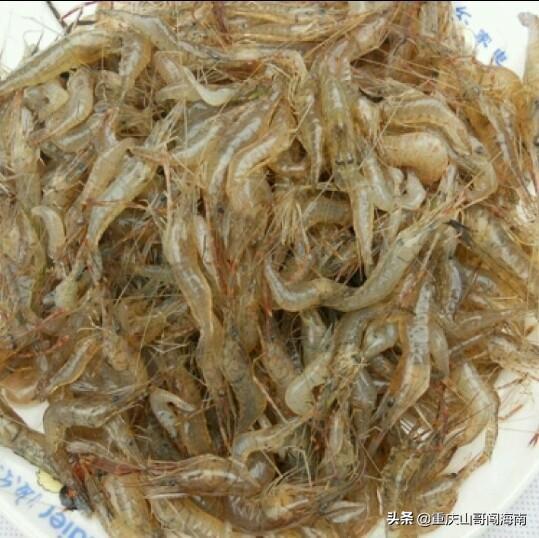 农村河水草里的小虾一厘米左右,请问叫什么虾,能长多大?