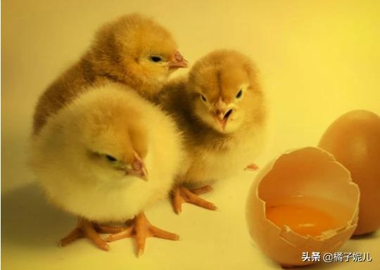 chicken是什么意思;chicken是什么意思翻译成中文