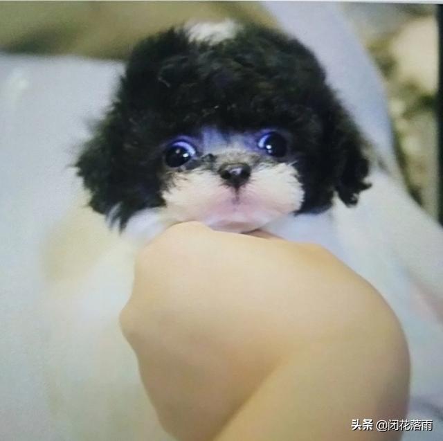 头条问答 泰迪犬的弱点是什么 动物大派对的回答 0赞
