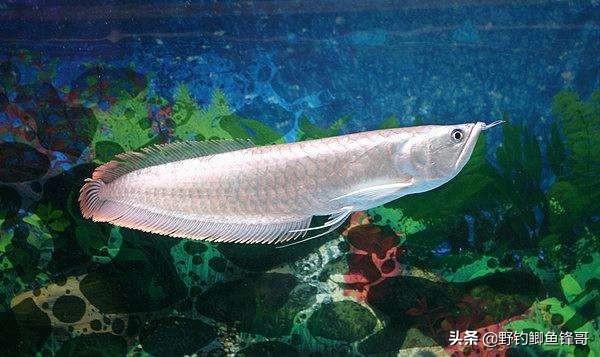 鹦鹉银龙鱼混养:一条银龙鱼和六条鹦鹉鱼混养合适吗？