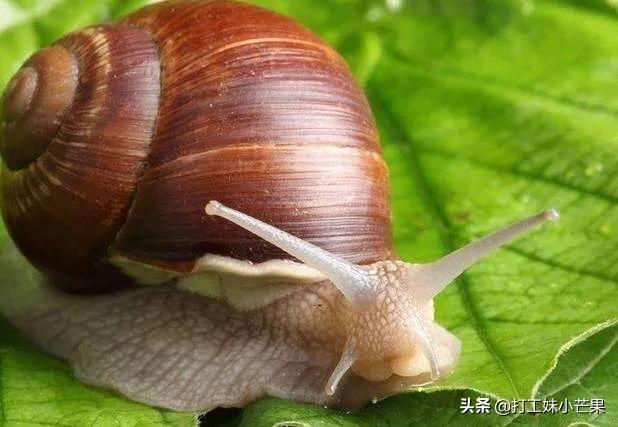 白玉蜗牛养殖条件:白玉蜗牛养殖加盟 养殖白玉蜗牛需要空调加温吗？