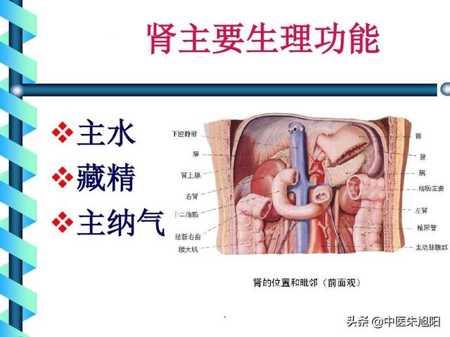 补肾阴中求阳，肾阴虚与肾阳虚的区别与共同点，分别会造成什么后果？