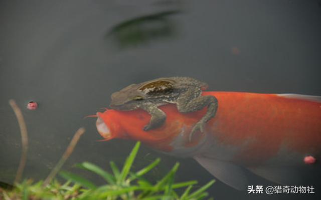 金蟾抱鲤:金蟾抱鲤从古至今一直有吗？
