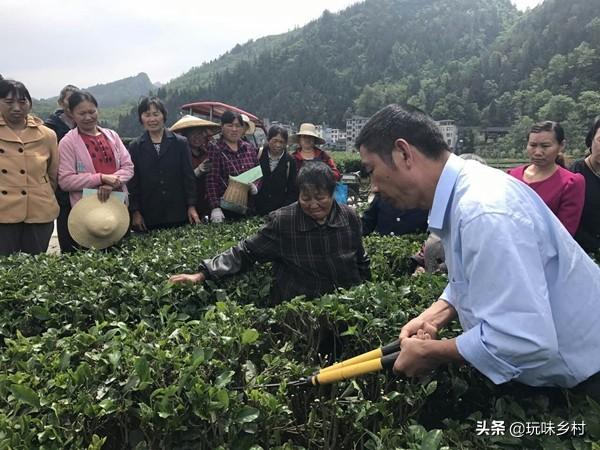 茶树花怎么养殖，盆栽金银花有哪些技巧如何养护