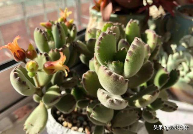 多肉植物种类作文:养多肉，哪些品种你最喜欢？