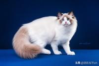 仙女猫图片大全:布偶猫是一个不错的猫种吗？