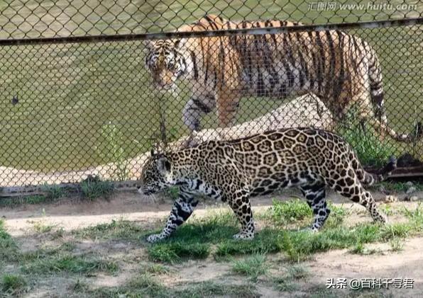 美洲豹偷袭凯门鳄:为什么美洲豹捕食的猎物还大于虎？