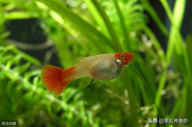 红斑马鱼:问孔雀鱼，红斑马鱼，神仙鱼能一起喂养吗？