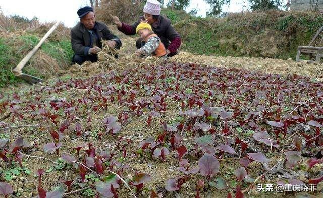 南方有什么好吃的野菜吗？