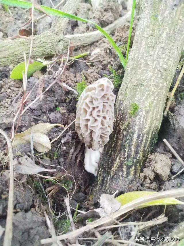 贵州这么多野菜你吃过几种呢,都怎么吃的？