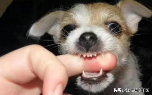柯基幼犬喜欢咬东西:七个月的柯基为何会喜欢咬人？
