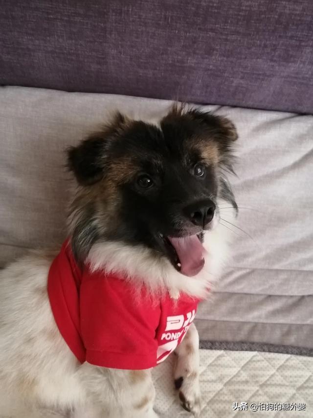 狗狗衣服:狗狗为什么不喜欢穿衣服？ 狗狗衣服制作过程图解