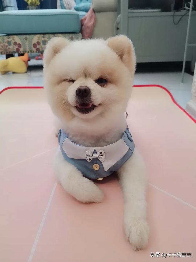 纯种博美犬好养吗:养只博美犬好不好，有什么优点？