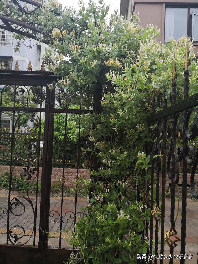 家住别墅是什么样的感觉？插图51