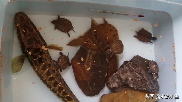 中华狼蛛的饲养方法，中华草龟要怎样养多久喂一次食物好