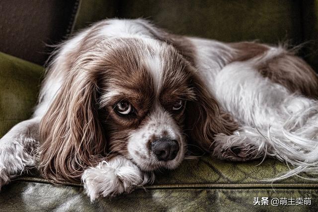 雪纳瑞幼犬狗粮排名:狗狗各个年龄段该喂什么狗粮？ 雪纳瑞幼犬吃多少狗粮