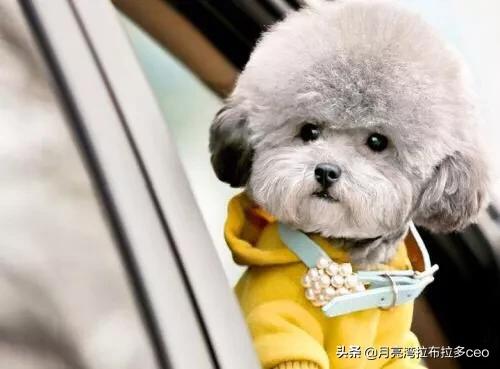 波士顿梗犬和法斗串:为什么都不建议养泰迪犬？